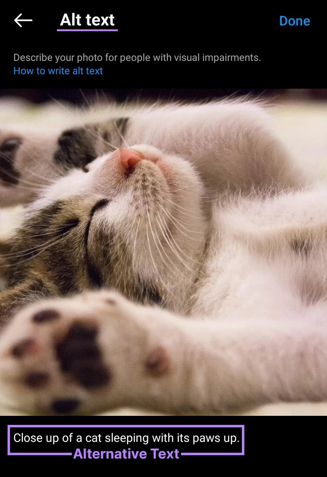 An example of an alt文本 added under cat image