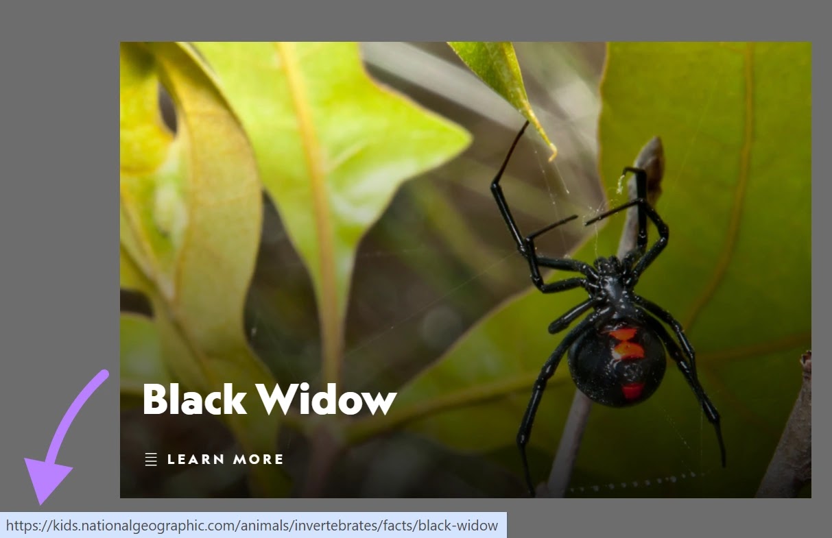 HTML链接代码 added to an image of a black widow on the National Geographic Kids