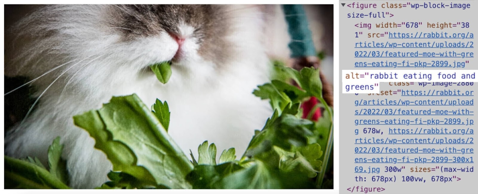Rabbit image has alt文本 in the code 