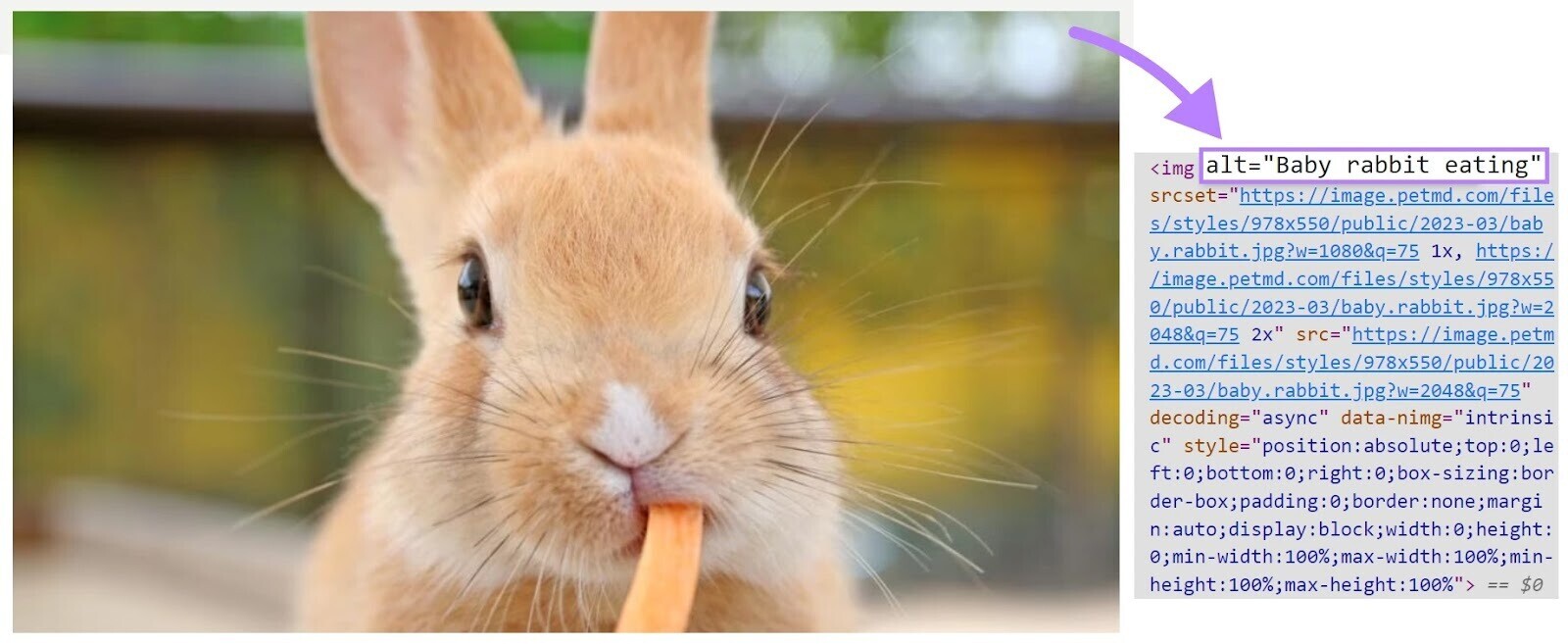 An example of an alt文本 added to the image of a baby rabbit